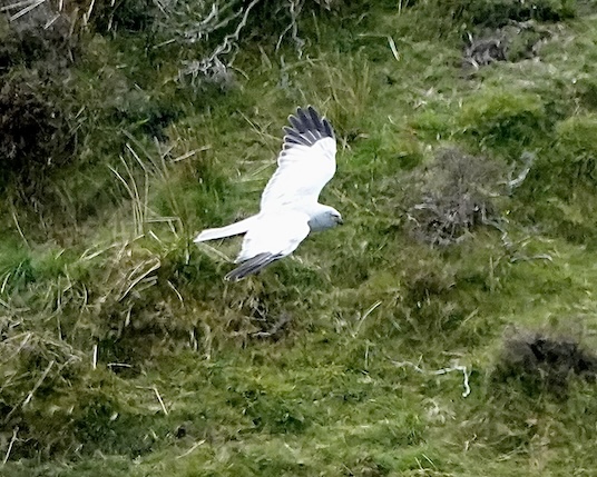 hen harrier